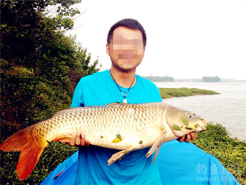暹羅鯉魚好吃嗎_暹羅鯉魚_暹羅鯉圖片