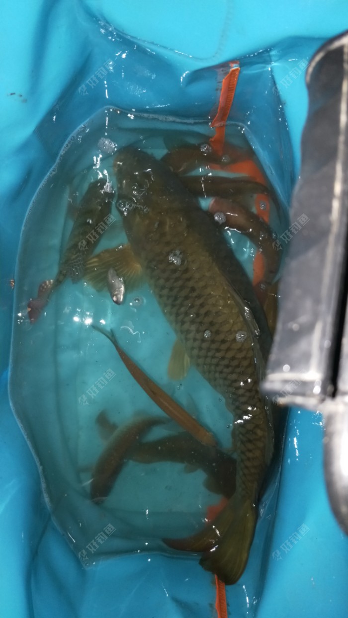 暹羅鯉魚好吃嗎_暹羅鯉圖片_暹羅鯉魚