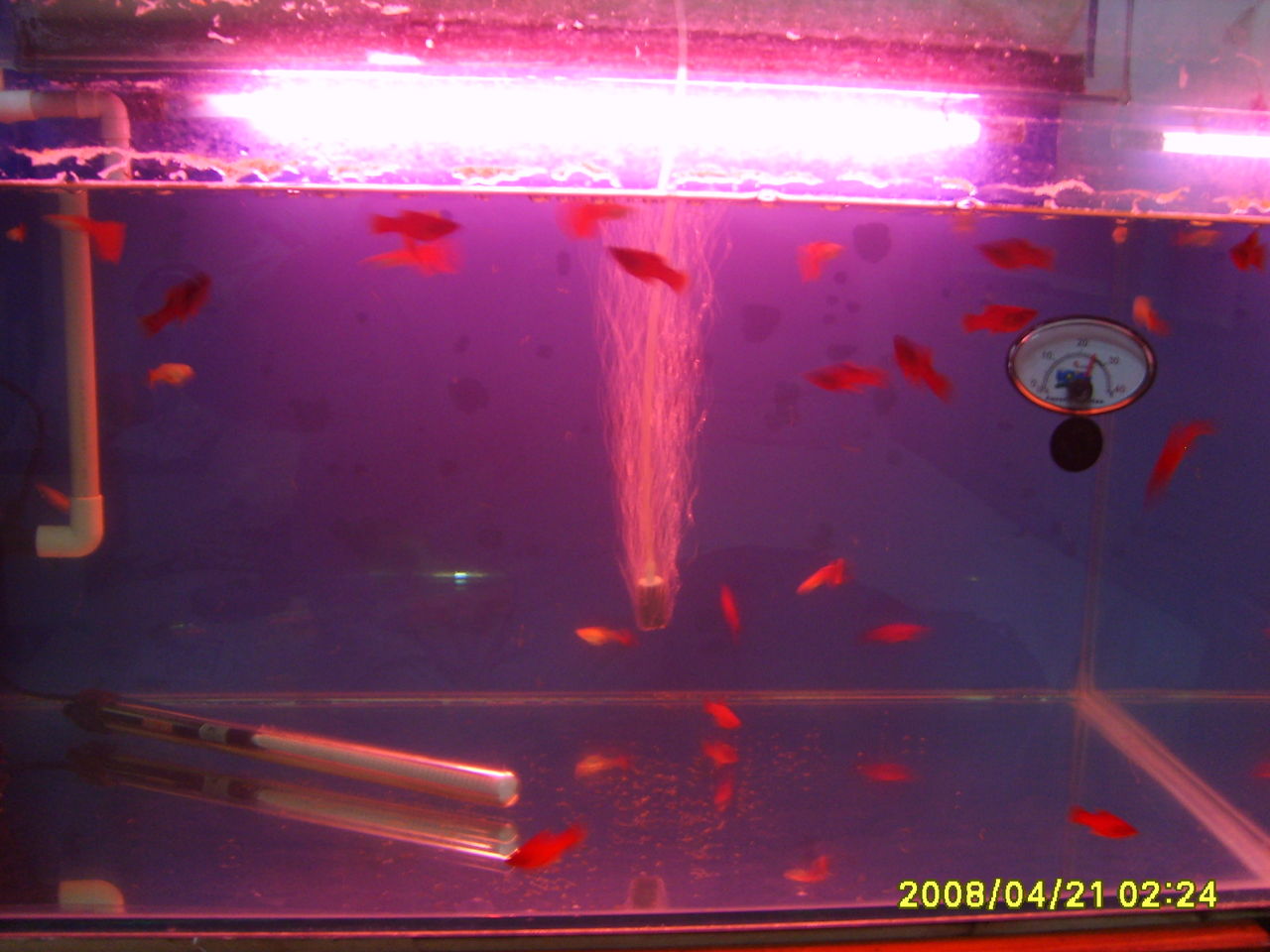 草魚是淡水魚還是海水魚_草魚淡水魚還是海魚_淡水草魚是海鮮嗎