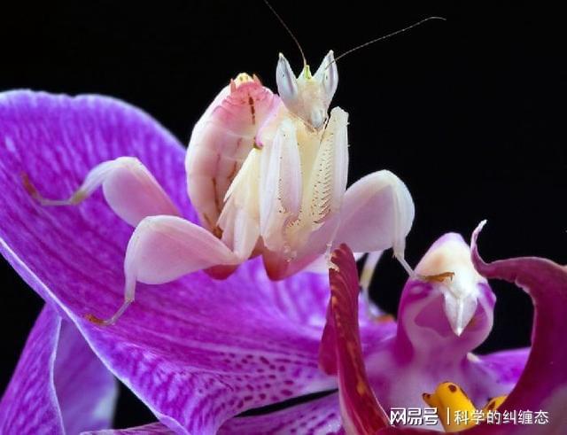 蘭花蟹多少錢一斤_蟹蘭的養殖方法和注意事項_蟹蘭花怎么養才開花