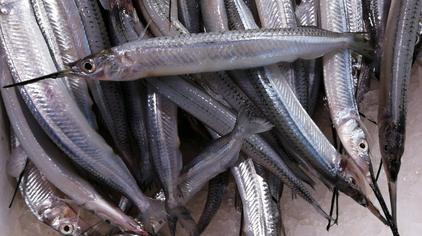 草魚是淡水魚還是海水魚_草魚淡水魚還是海魚_草魚是海洋動物嗎