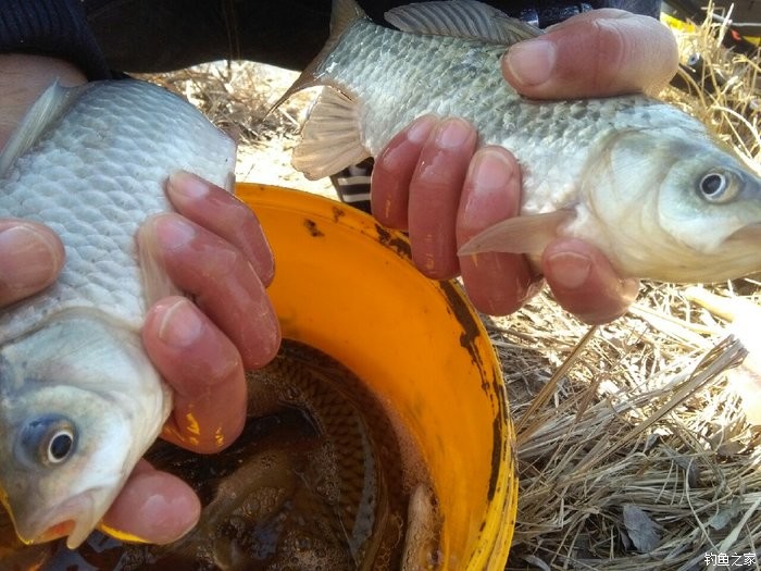 路亞海釣鱸魚視頻_海釣鱸魚路亞_釣海鱸魚路亞釣組
