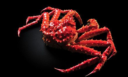 藍鰭金槍魚整條多少錢_藍鰭金槍魚價格多少錢一斤_藍鰭金槍魚最貴拍賣