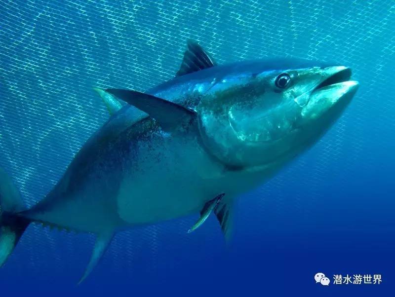藍鰭金槍魚2000萬人民幣_藍鰭金槍魚多錢一斤_藍鰭金槍魚1000萬
