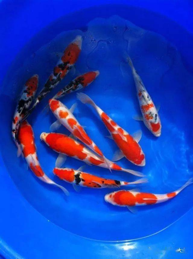 風水魚種類及圖片大全_風水種類大全魚圖片欣賞_風水魚品種大全介紹