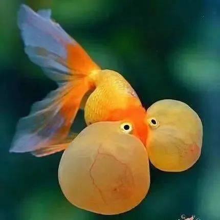 彩虹精靈魚是什么魚_彩虹精靈魚怎么分公母_彩虹精靈魚能混養嗎