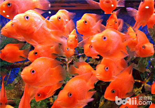 風水魚種類及圖片大全_風水魚品種大全介紹_風水種類大全魚圖片欣賞