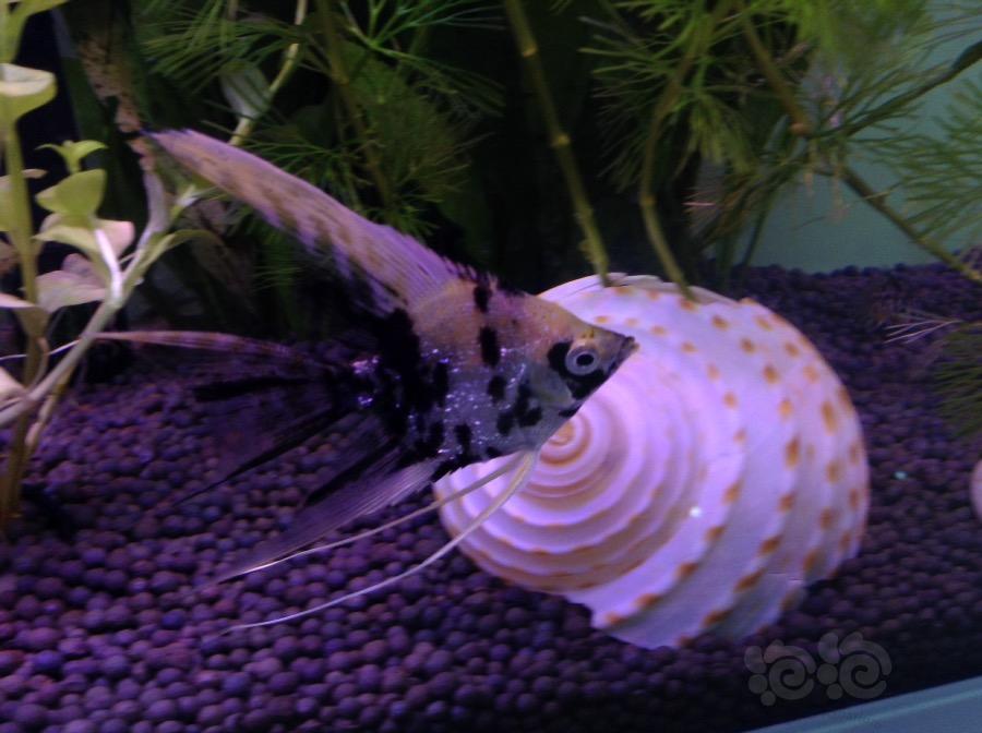 孔雀魚_孔雀魚多久繁殖一次_孔雀魚小魚苗多久能長大