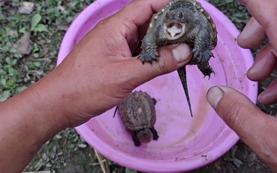 楓葉龜怎么飼養_楓葉龜種龜_飼養楓葉龜違法嗎