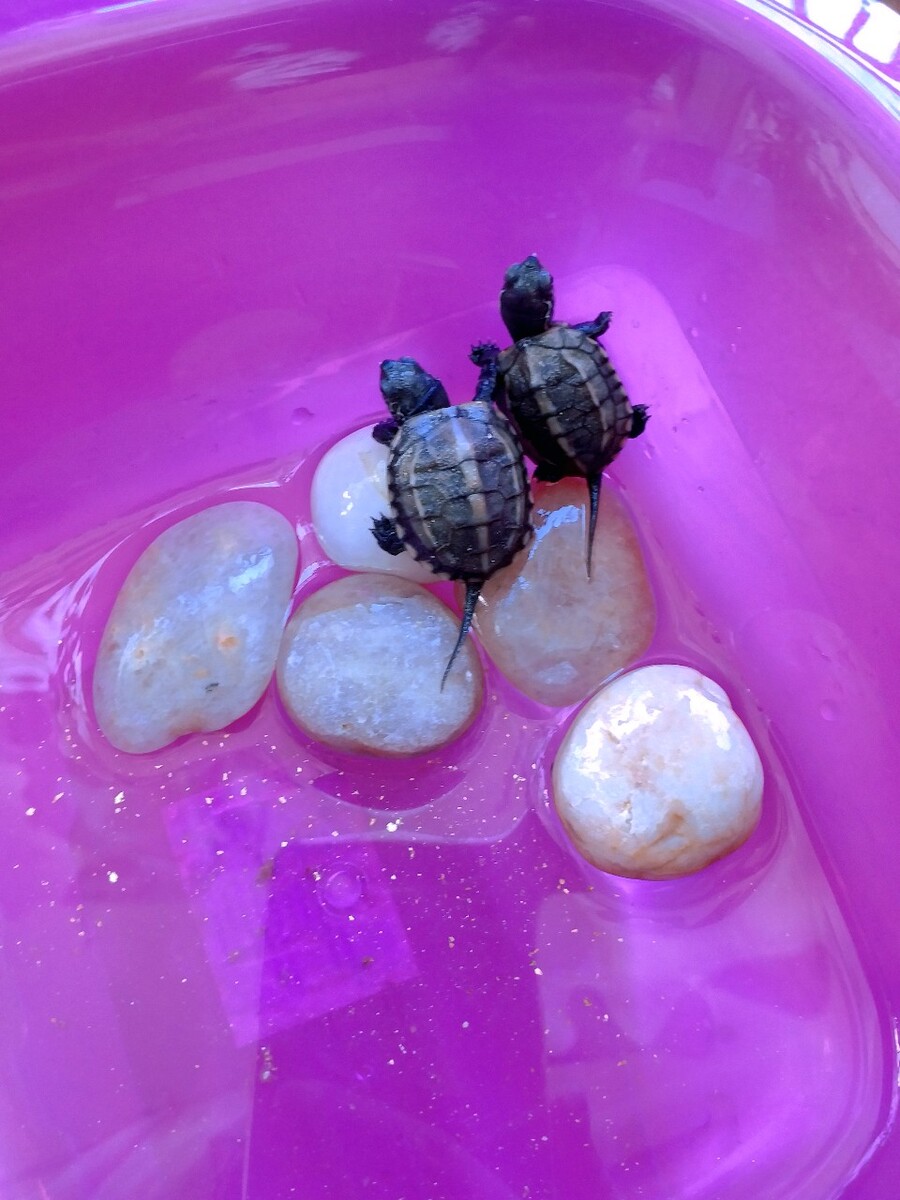 飼養楓葉龜違法嗎_楓葉龜種龜_楓葉龜怎么飼養