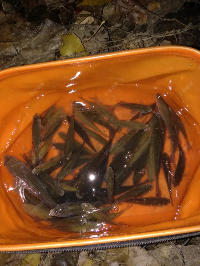 鯉魚喜歡吃什么味型的餌料_鯉魚餌料味型選擇_鯉魚喜食什么味道的餌