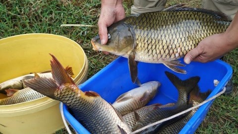 鯉魚吃的人少_鯉魚為什么很少人吃_鯉魚吃不得嗎