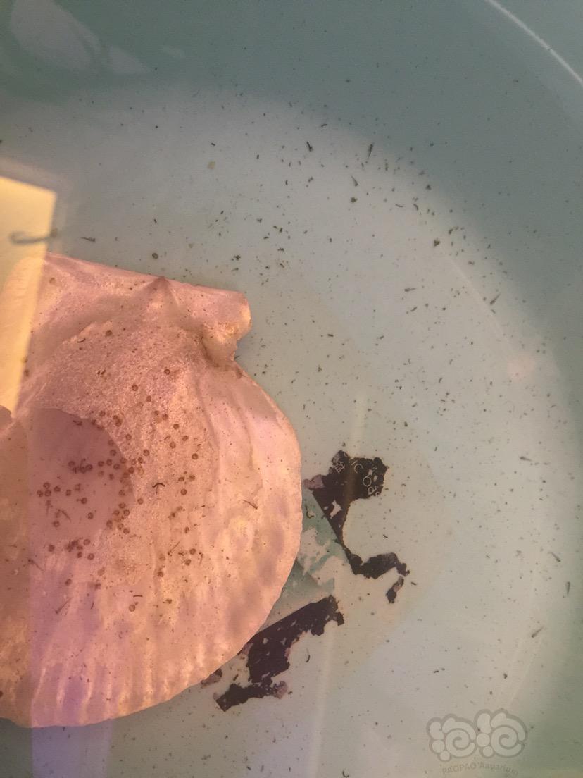 彩虹精靈魚是什么魚_彩虹精靈魚_彩虹精靈魚生存溫度