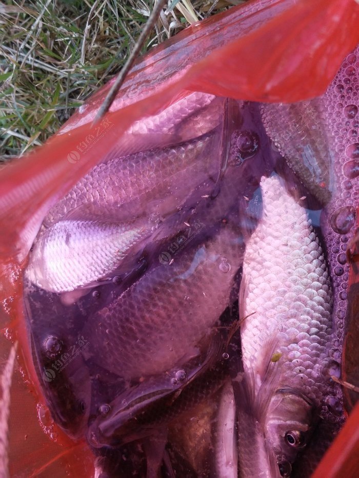 冬季釣魚的技巧和方法_釣魚冬季技巧方法有哪些_釣魚冬季技巧方法視頻