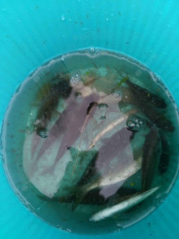 釣配方鯽魚餌料野釣可以嗎_野釣釣鯽魚餌料配方_釣鯽魚餌料配方大全簡單實用