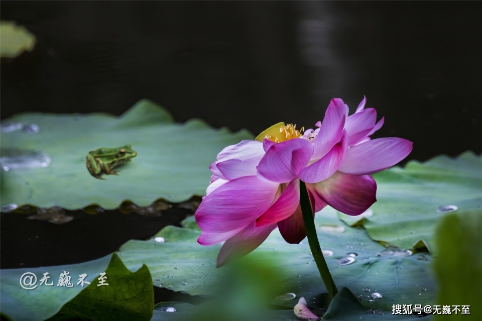 夏天什么蓮花造句_夏天蓮花_夏天什么蓮花填空