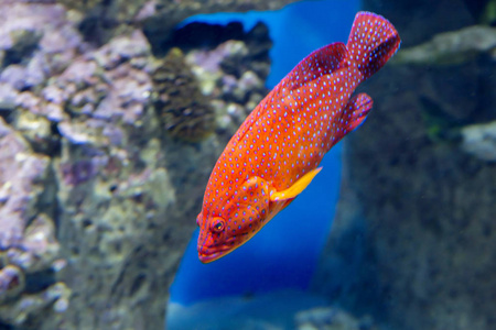 片魚的種類名字大全_常見魚的種類圖片和名字_片狀魚都有哪些