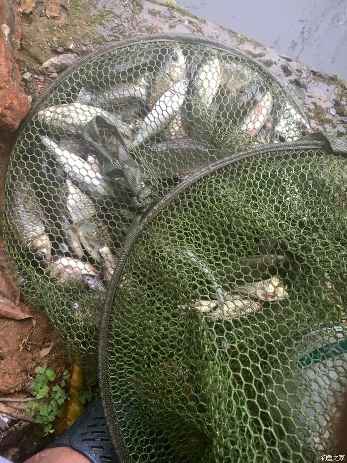 藍鯽野釣鯽魚餌料配方_釣鯽魚餌料配方藍鯽_藍鯽釣魚餌料配方大全