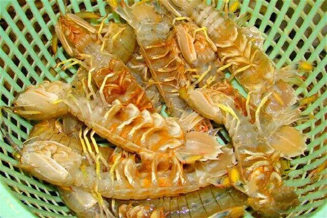 蟶子值錢嗎_蟶子的價錢_蟶子價格多少錢一斤