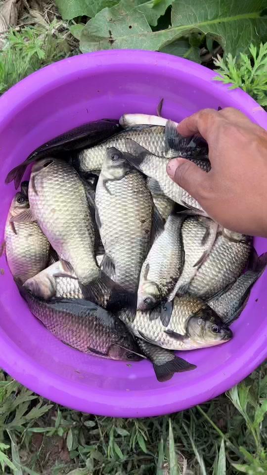 化紹新釣魚教學視頻_化紹新釣魚口訣_化紹新釣魚視頻講解視頻