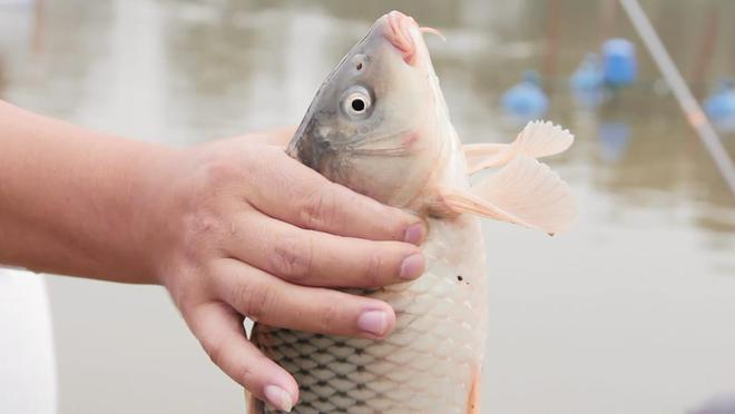 紅糖水釣鯽魚怎么樣_釣鯽魚紅糖好還是白糖_釣鯽魚餌料配方加紅糖秘方
