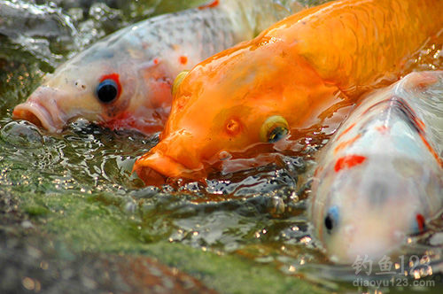 鳡魚的刺多嗎_鳡魚的刺多嗎_鳡魚的刺多嗎