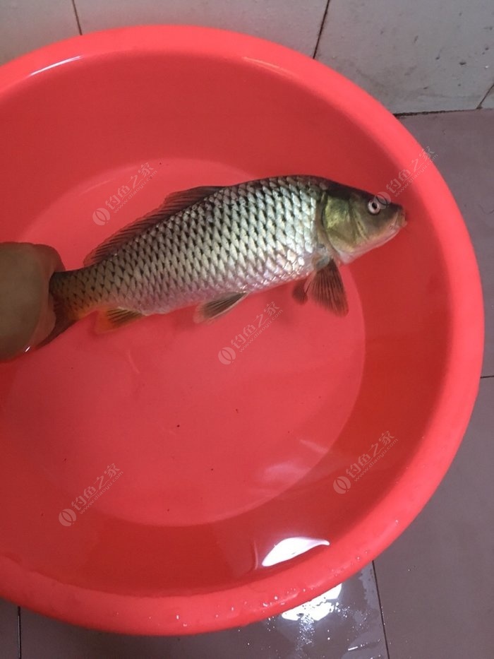 釣鯽魚餌料怎樣搭配_釣配方鯽魚餌料搭配該注意什么_釣鯽魚餌料配方該怎么搭配