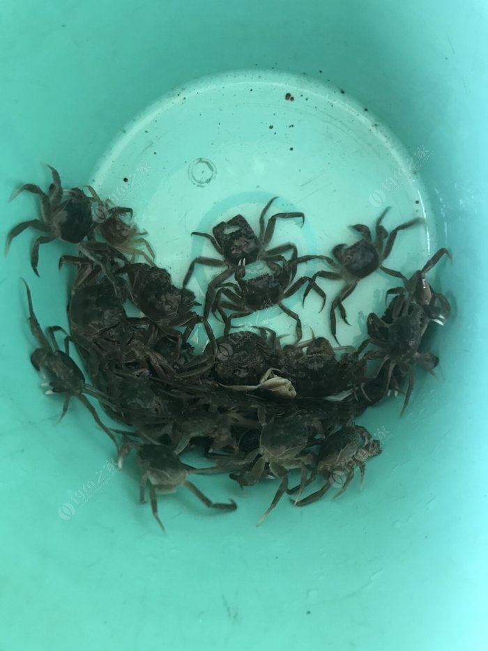 小螃蟹能養活嗎_小螃蟹吃什么怎么養活_家養小螃蟹吃什么食物好養活