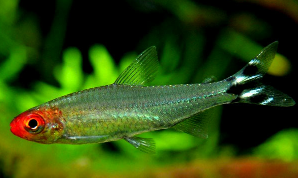 草魚吃什么食物為主_草魚吃的食物有哪些_草魚吃魚肉嗎