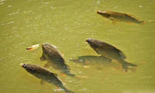 草魚吃什么草最好_草魚吃不吃草_草魚吃食
