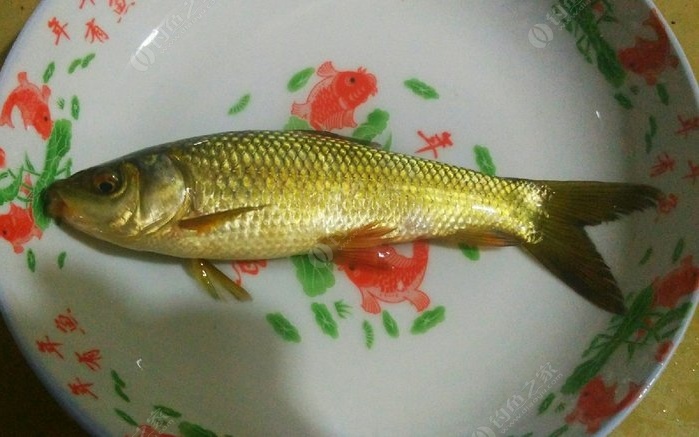 草魚吃食_草魚吃不吃草_草魚吃什么草最好