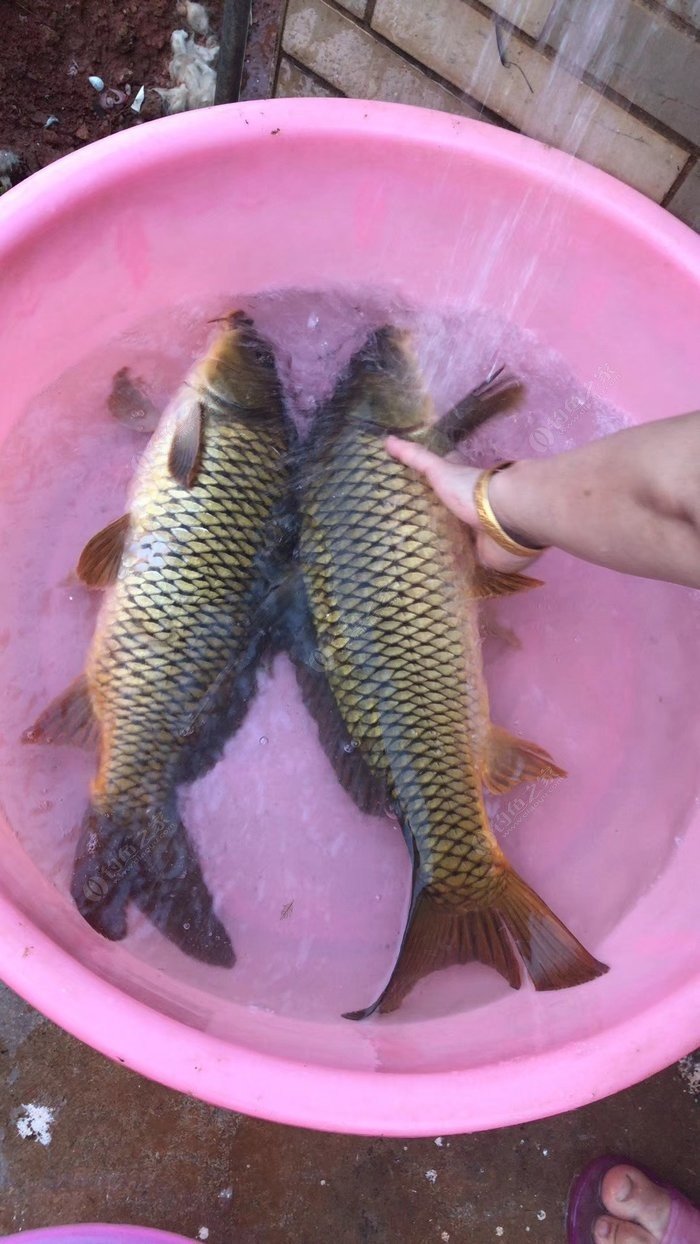 贛州釣魚的地方_贛州有那些地方好釣魚_贛州野釣地點