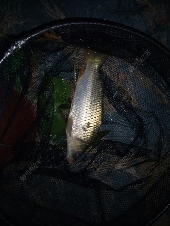 釣鯉魚幾月份最好釣_釣鯉魚用什么鉤型最好_鯉魚怎么釣呢