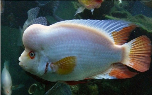 中國常見魚種_常見魚中國有幾種_中國常見的魚有哪些