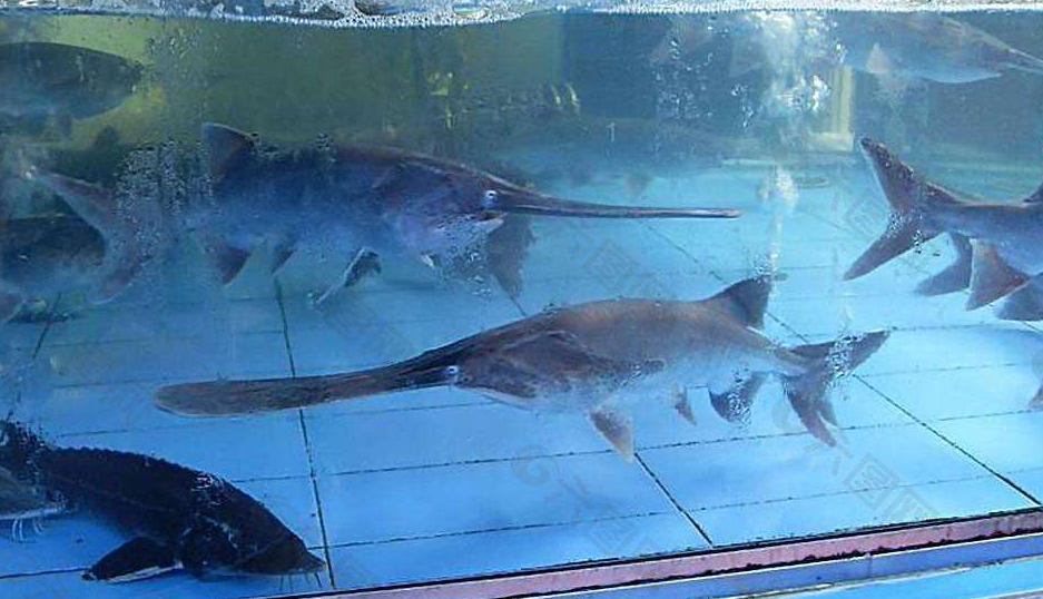 中國常見的魚有哪些_常見魚中國有幾種_中國常見魚種
