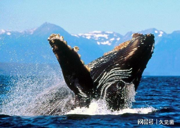 格陵蘭鯊魚為什么長壽_格陵蘭鯊是什么鯊魚_1627格陵蘭鯊魚