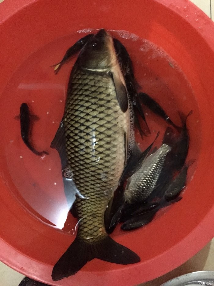 野釣鯉魚視頻高清_野外垂釣鯉魚技巧_野外垂釣鯉魚視頻