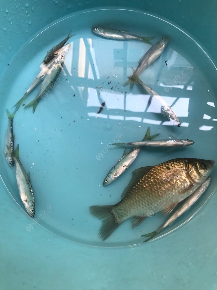 公認釣翹嘴最快的釣法_釣翹嘴教學視頻_釣魚釣翹嘴怎么釣