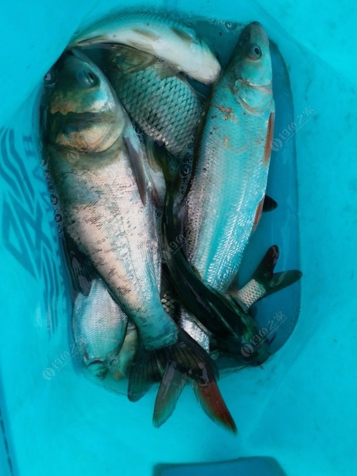 釣翹嘴教學視頻_公認釣翹嘴最快的釣法_釣魚釣翹嘴怎么釣