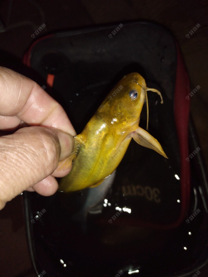 野釣鯉魚視頻高清_釣鯉魚視頻野釣實戰高清_視頻鯉魚高清野釣教程