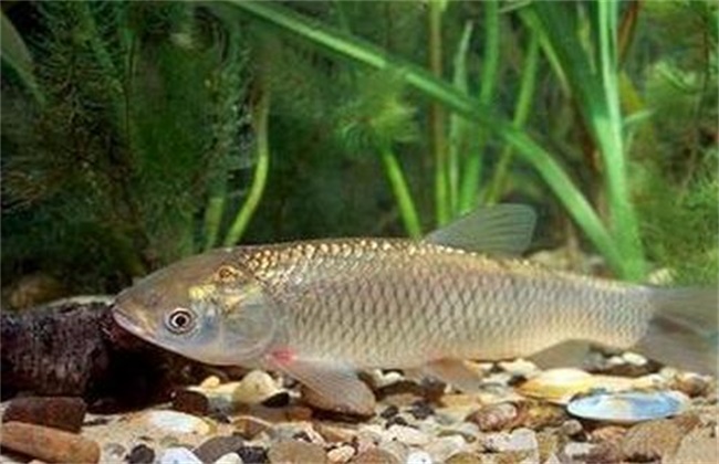 草魚刺多嗎_草魚刺多還是鯉魚刺多_草魚刺分布圖