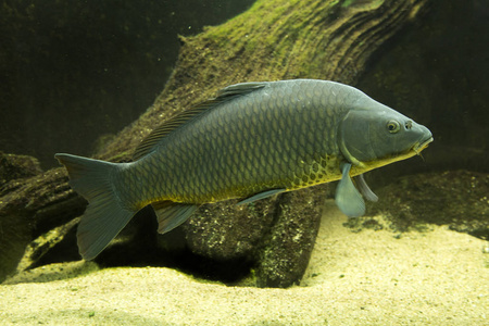 草魚刺分布圖_草魚刺多還是鯉魚刺多_草魚刺多嗎