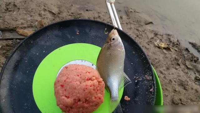 初冬釣鯽魚用什么餌料_初冬季釣鯽魚餌搭配_初冬釣鯽魚餌料配方