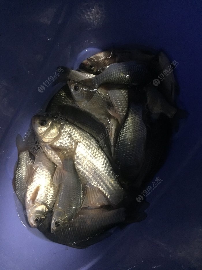 鯽魚窩料酒米配方_自制野釣鯽魚酒米窩料_自制鯽魚酒米窩料配方野釣