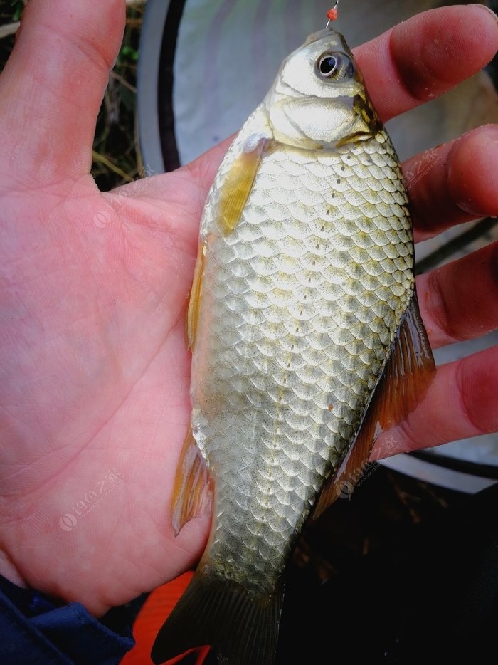 洪湖釣魚網_洪湖釣魚網_洪湖釣魚網