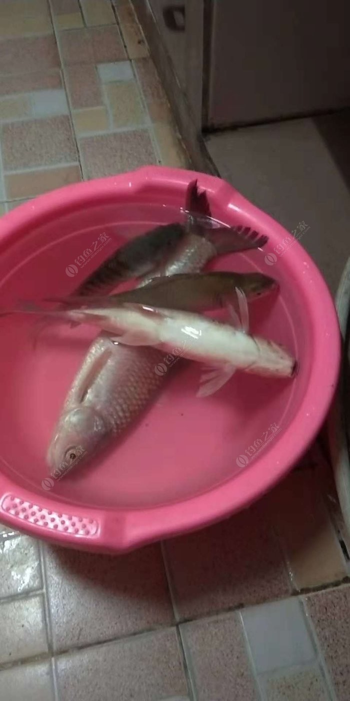 枝江河流禁止釣魚_枝江釣魚網_枝江釣魚協會