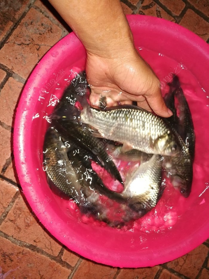枝江河流禁止釣魚_枝江釣魚網_枝江釣魚協會