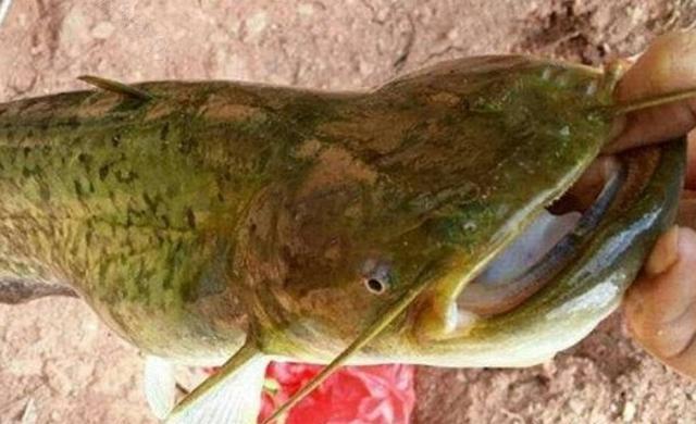 魚長多大可以下小魚_魚多大成年_最大的鳑鲏魚能長多大