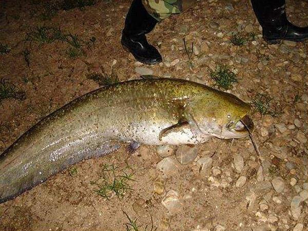 魚多大成年_魚長多大可以下小魚_最大的鳑鲏魚能長多大