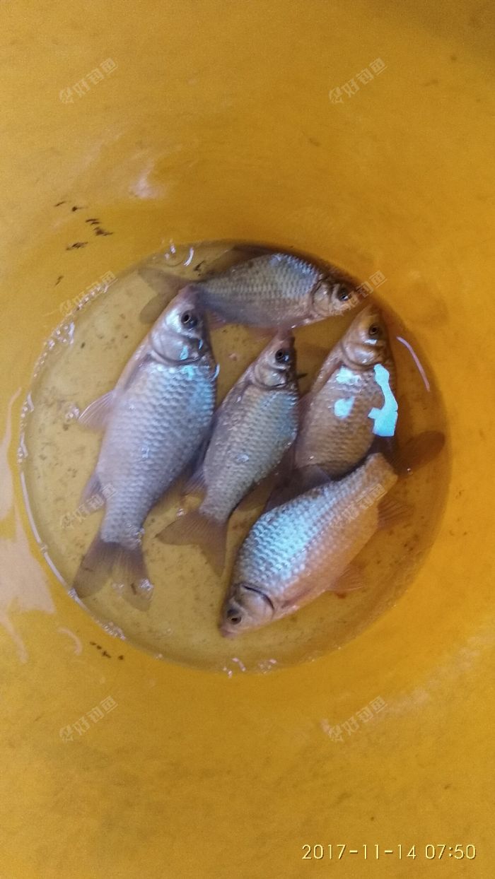 釣水庫鯽魚深水還是淺_水庫釣鯽魚釣多深水_水庫釣鯽魚水深選擇